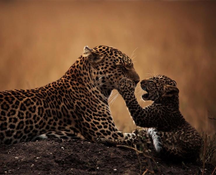 Liopad: The Hidden Spark of Creativity We Never Knew We Needed liopad